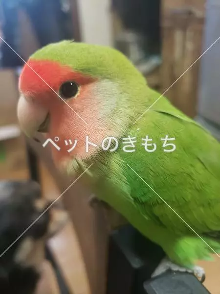 迷子鳥の画像