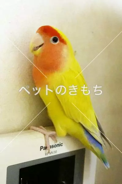 迷子鳥の画像