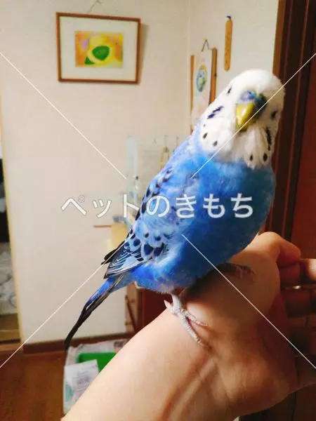 迷子鳥の画像