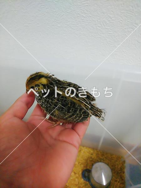 迷子鳥の画像