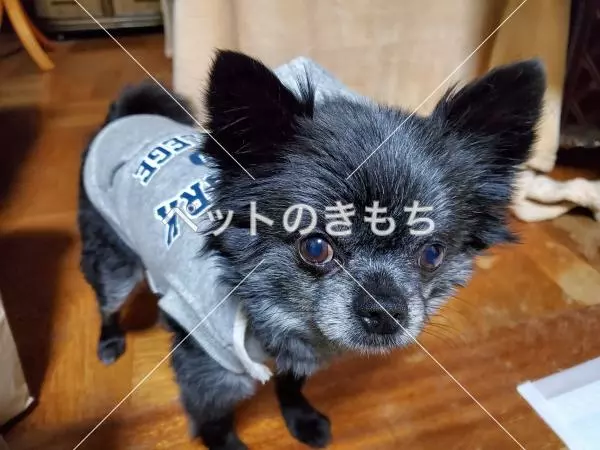 迷子犬の画像