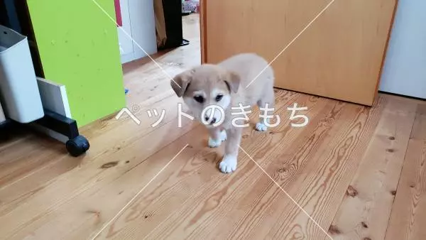 保護犬の画像