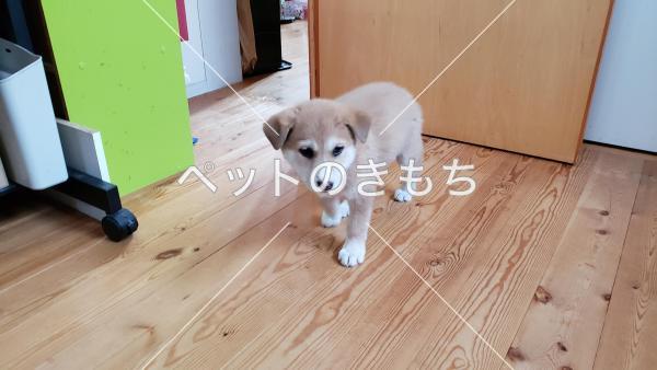 保護犬の写真