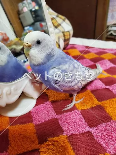 迷子鳥の画像