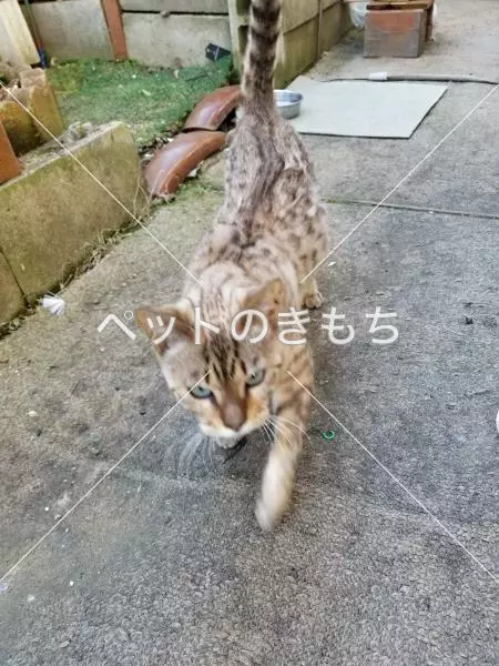 保護猫の画像