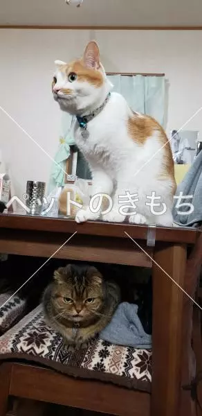 迷子猫の画像