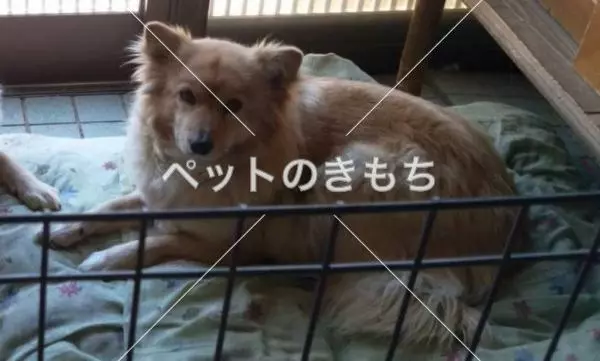 迷子犬の画像