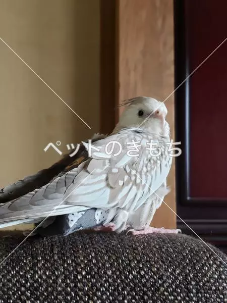 迷子鳥の画像