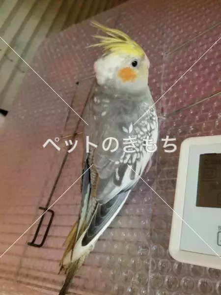 迷子鳥の画像