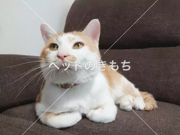 迷子猫の画像