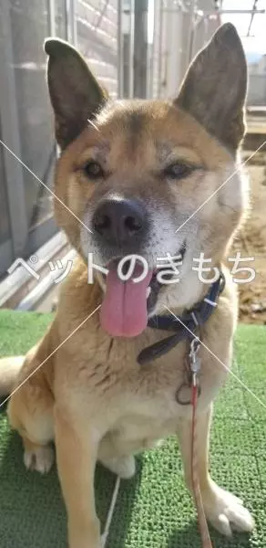 保護犬の画像