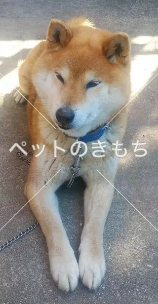 保護犬の画像
