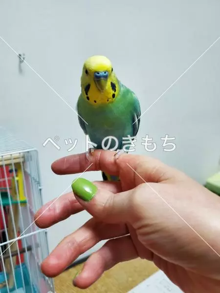 コメント投稿の画像