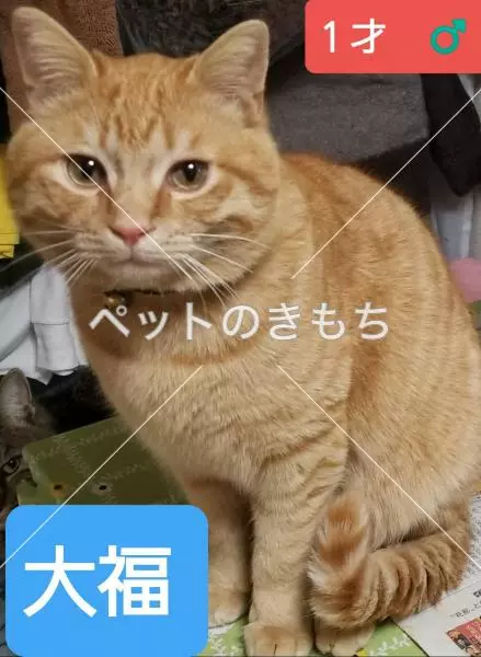 迷子猫の画像