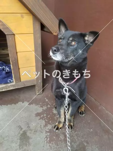 迷子犬の画像
