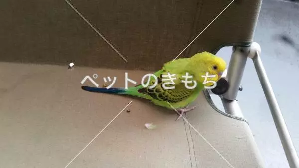 迷子鳥の画像