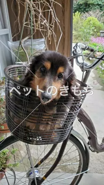 迷子犬の画像