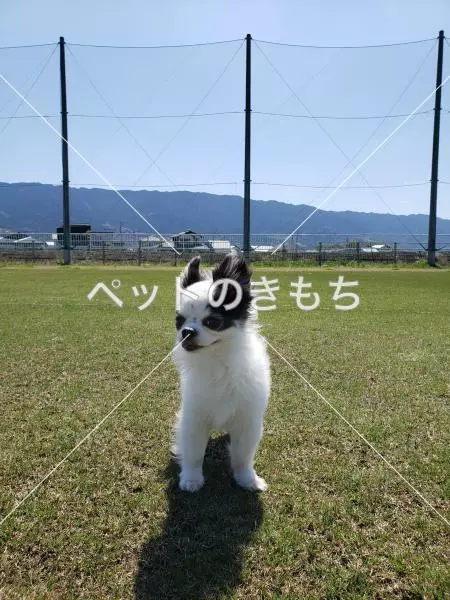 迷子犬の画像