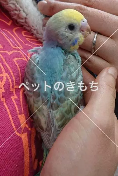 迷子鳥の画像