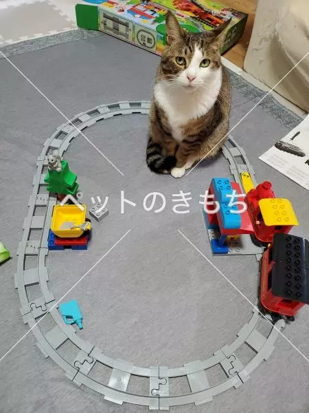 迷子猫の画像