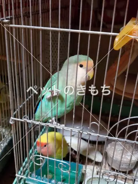 コメント投稿の画像