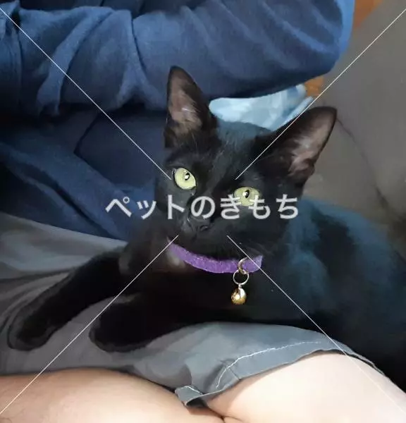 迷子猫の画像