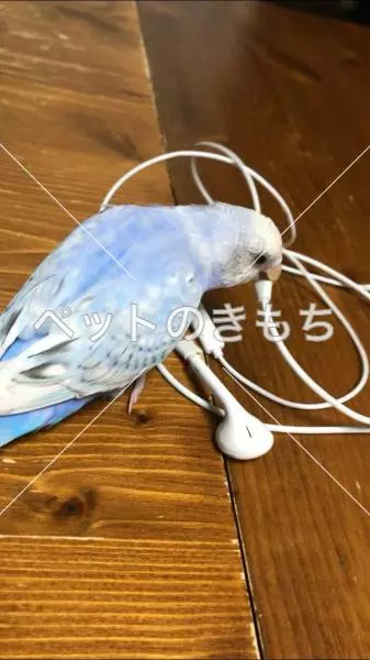 迷子鳥の画像