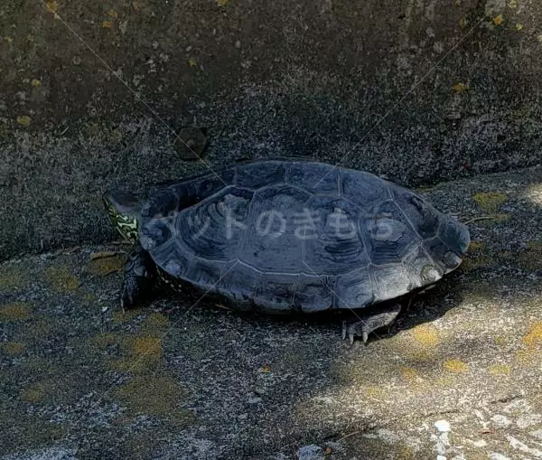 迷子ペットの画像