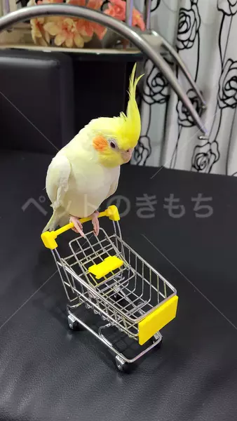 迷子鳥の画像