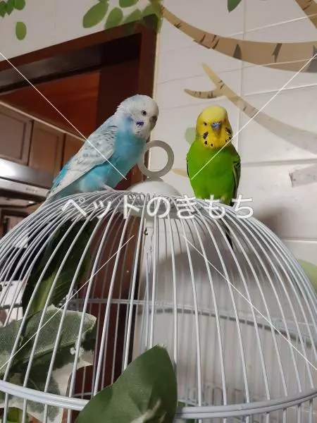 コメント投稿の画像