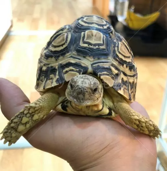 迷子ペットの画像