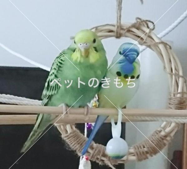 迷子鳥の画像