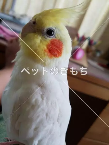 迷子鳥の画像