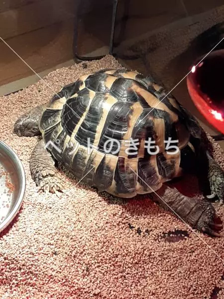 迷子ペットの画像