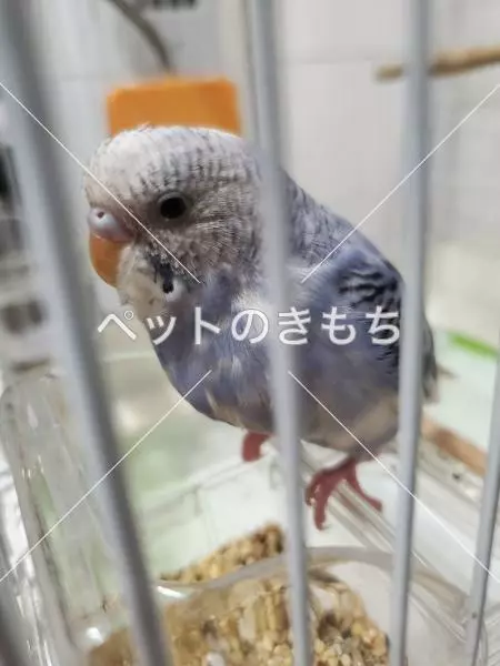 コメント投稿の画像