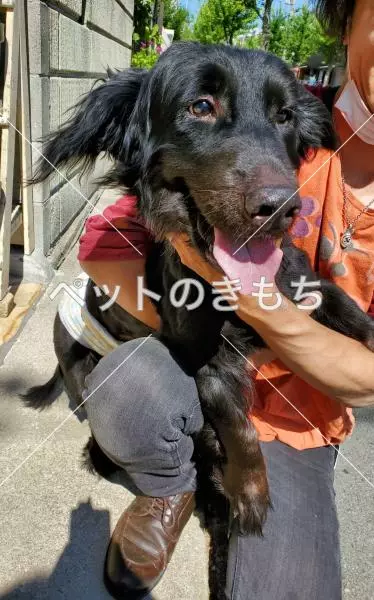 保護犬の画像