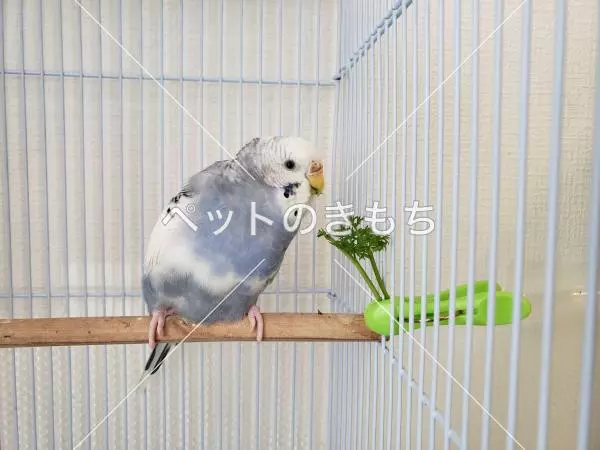 迷子鳥の画像