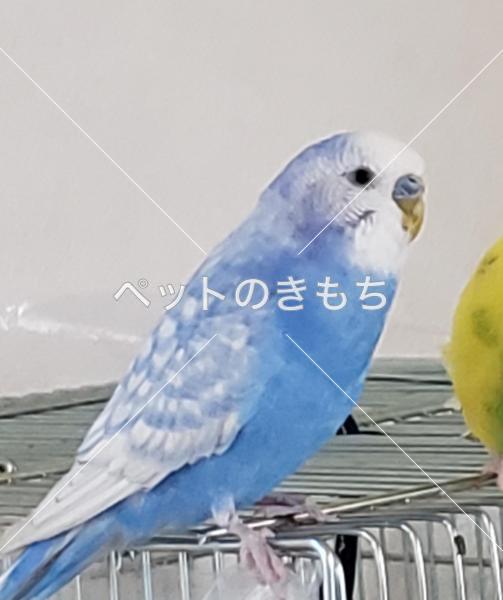 迷子鳥の画像