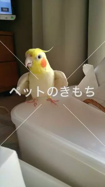 迷子鳥の画像
