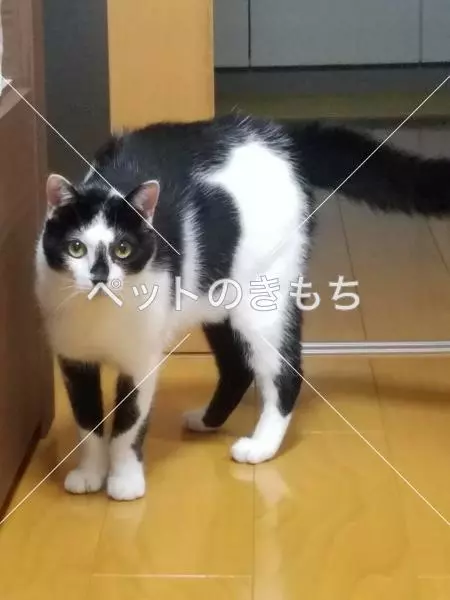迷子猫の画像