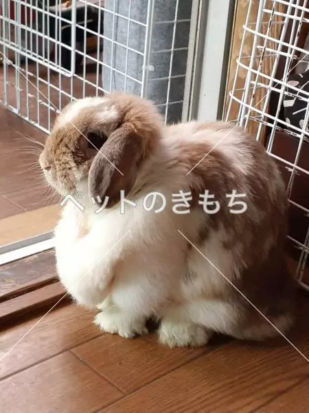 迷子ペットの画像