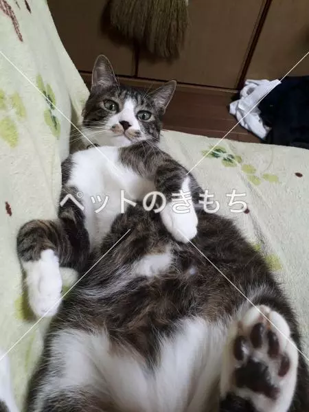迷子猫の画像