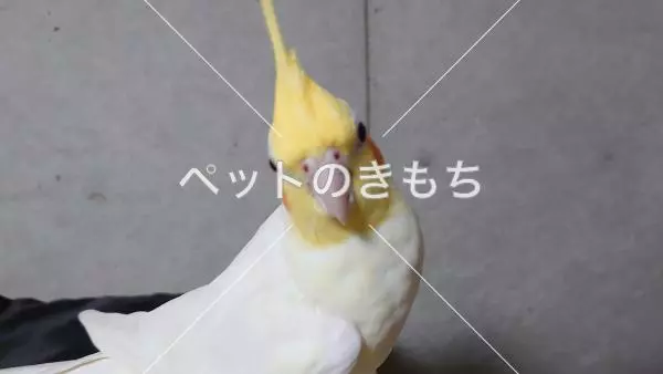 迷子鳥の画像