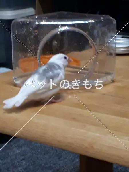 迷子鳥の画像
