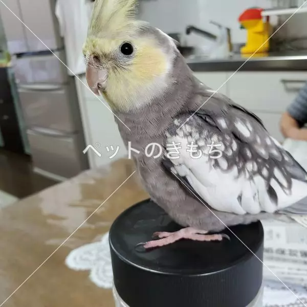 迷子鳥の画像