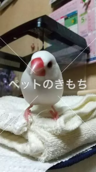 迷子鳥の画像