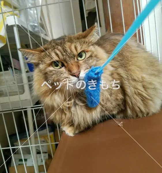 迷子猫の画像