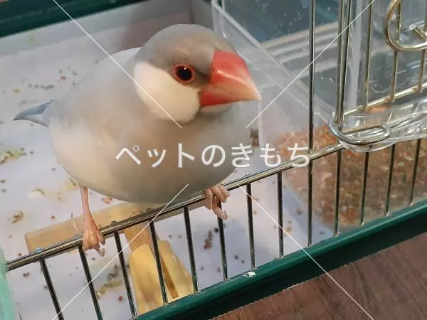 迷子鳥の画像