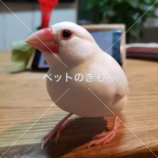迷子鳥の画像