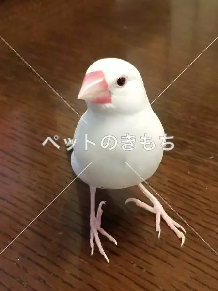 迷子鳥の画像